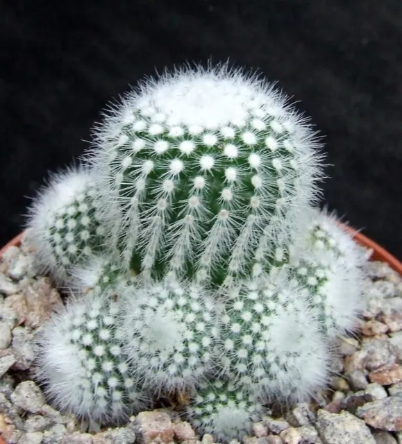 Notocactus Scopa Ramosus choice clustering 6cm flowering size Brazilian cactus