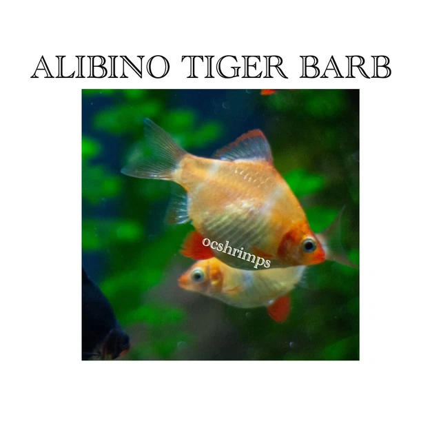 Live Fish- Albino Tiger Barb ( Package 6 Pcs)