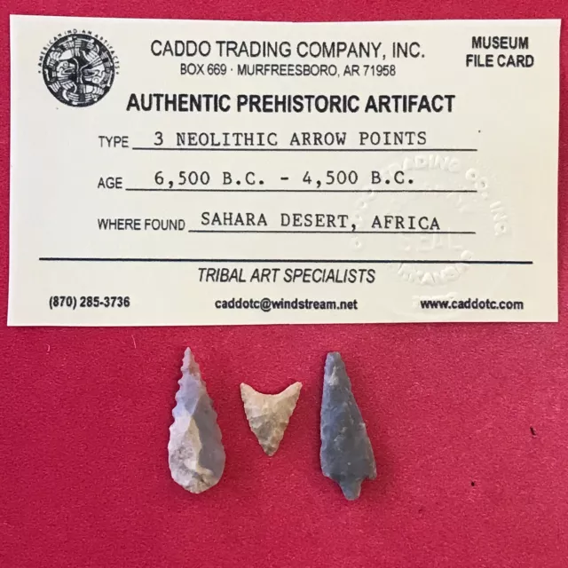 6475 Lot of 3 Neolithic Authentic Arrowheads Artifact Sahara Africa Indian