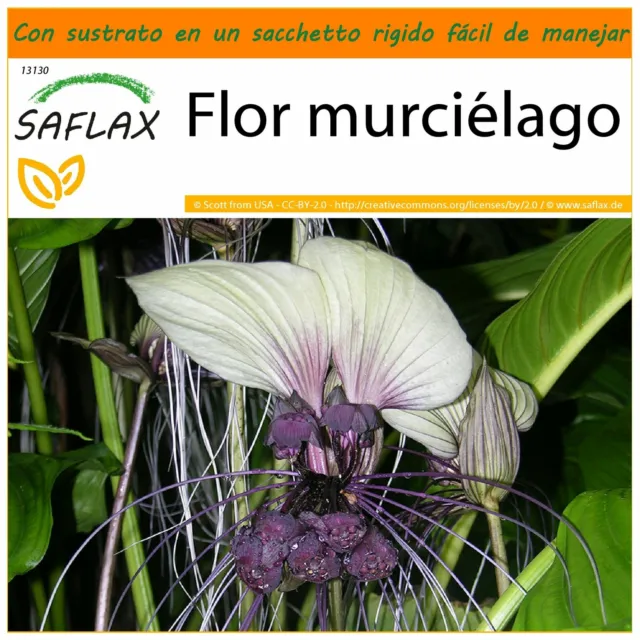 SAFLAX Garden in the Bag - Flor murciélago - 10 semillas - Tacca