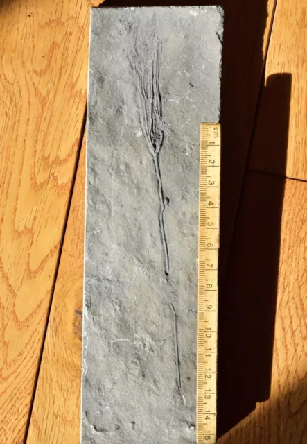 RARE Undescribed cf Plicodendrocrinus Crinoid Fossil, Quebec, Ordovician