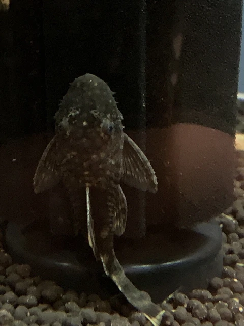  10 PACK CHOCOLATE Shortfin Bristlenose Pleco's 1.25" -1.50+ inches 