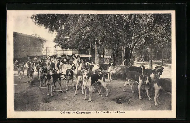 CPA Cheverny, Chateau, Le Chenil, La Meute, chiene