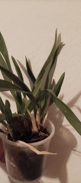 ORCHIDEE COLMANARA &amp;JUNGLE Monarch&amp;quot; Erwachsene Pflanze EUR 1,00 ...