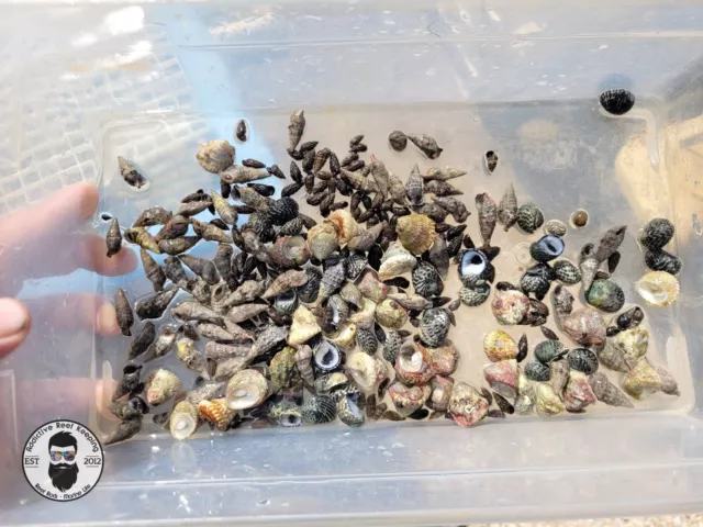 100x Four Snail Mix Nerite, Turbo, Stocky Cerith, Drawf Cerith Snail- Saltwater