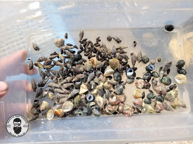 30x Four Snail Mix Nerite,Turbo,Cerith Snail-Saltwater Algae Cleaner Astraea
