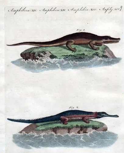 Krokodil Krokodile crocodile engraving Kupferstich Bertuch 1800