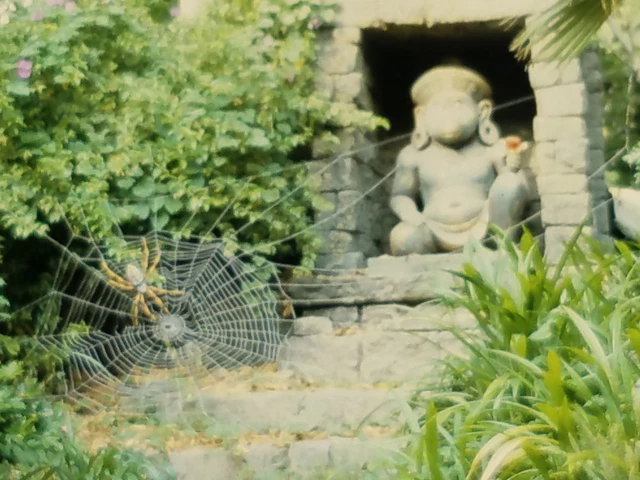 DISNEYLAND JUNGLE CRUISE Attraction Disney Spider 1978 Vintage 35mm DISNEYLAND JUNGLE CRUISE Attraction Disney Spider 1978 Vintage 35mm