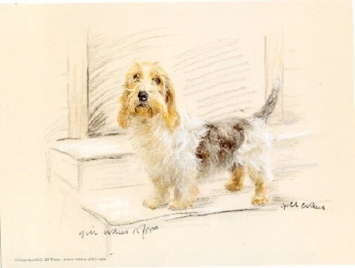 Petit Basset Griffon Verdeen PBGV Limited Edition Art Print UK Artist Gill Evans