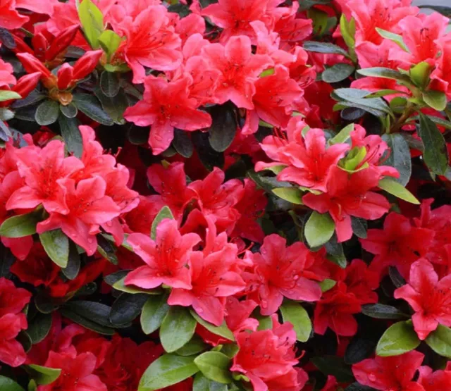 Red Azalea Japanese Tall Evergreen Shrub Hardy Garden Plant In Pot