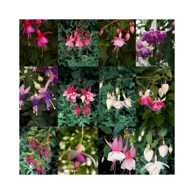 10 Mixed Trailing Fuchsia Plug Plants - Stunning Fuchsia Collection - baskets