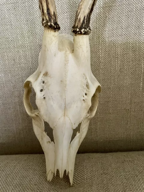 Vintage Taxidermy Roe Deer Skull Skeleton with Antlers 2