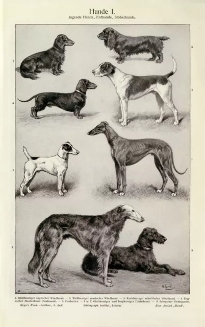 Hunde I. - II. historischer Druck Autotypie ca. 1905 antike Bildtafel Zoologie