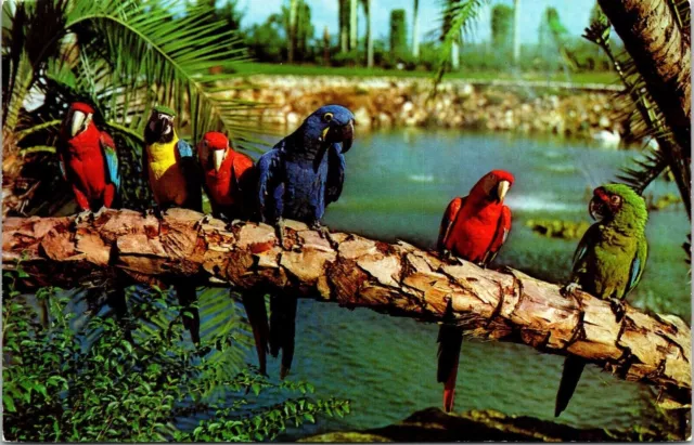 Parrots Birds Animals Busch Gardens Lagoon Tampa Florida Annheuser UNP Postcard