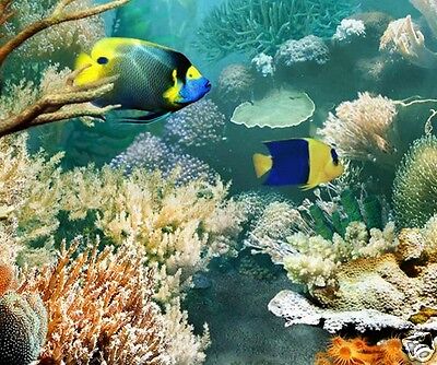 Tapis De Souris Mer Tropicale Corail Poisson Plongee