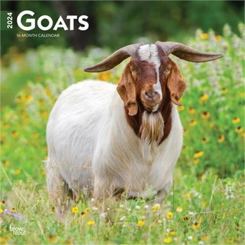 GOATS 2024 SQUARE (Calendar) 15.54 PicClick