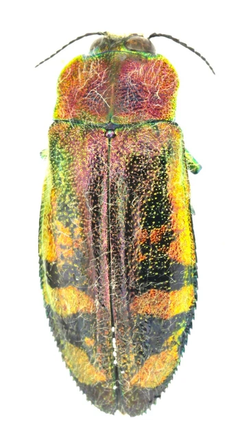 標本 P.N.G Ischiopsopha bennigseni 29mm Beetles, Insects & Butterflies, Animals, Collectibles - PicClick CA