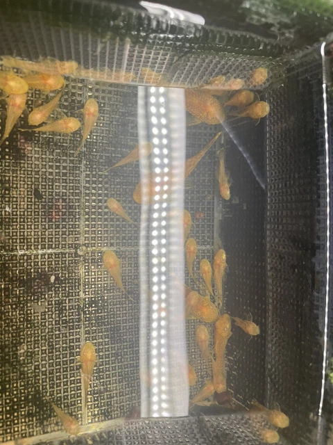 3 Albino Bristlenose Plecos Plecostomus 1.25in 2