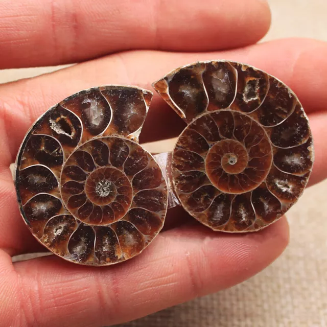 Half Cut Natural Ammonite Shell Fossil Healing Mineral Specimen Reiki Collection