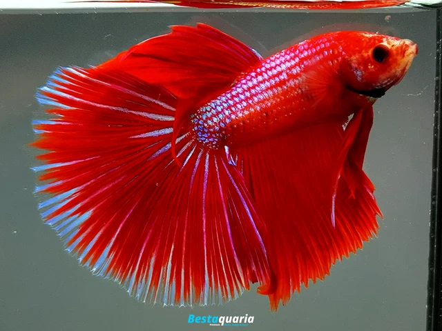 Premium Live Betta Fish l Male Halfmoon Red Grizzle