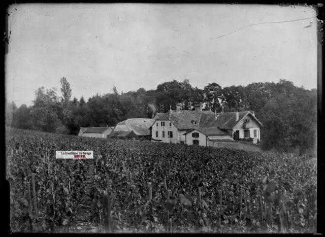 Antique photo glass plate negative black and white 13x18 cm vineyard domain France