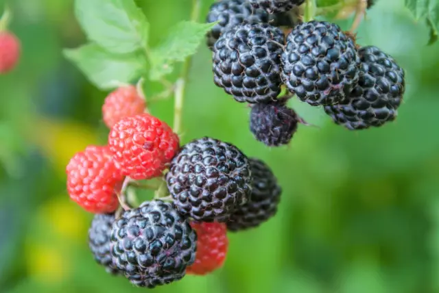 50 BLACK RASPBERRY Rubus Leucodermis Fruit Bush Vine Seeds 3