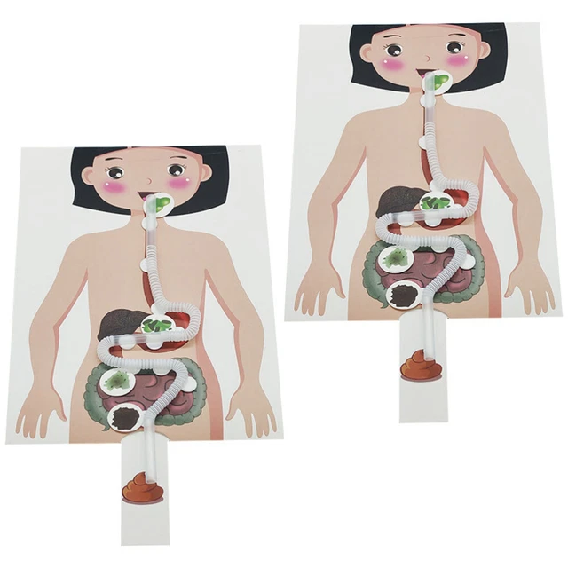 2 Sets of DIY Craft Food Human Digestive System Models Kids Educational Toys