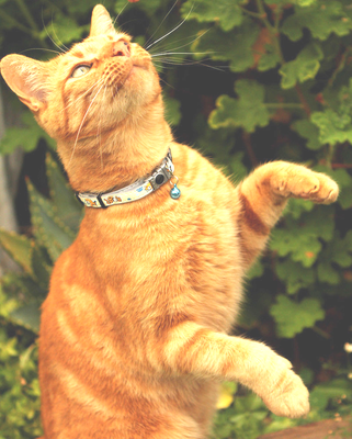 rogz glowcat collar
