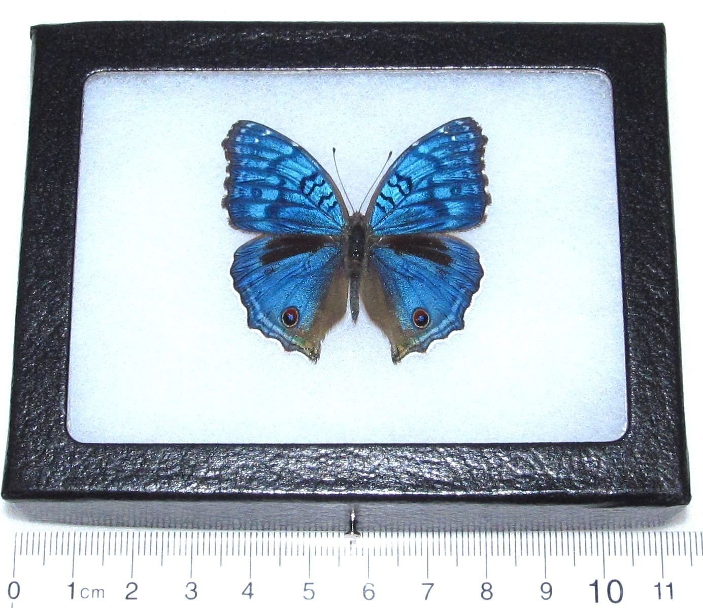A Lot of 10 A1 Bright Blue beauties Madagascar Unmounted Junonia rhadama 