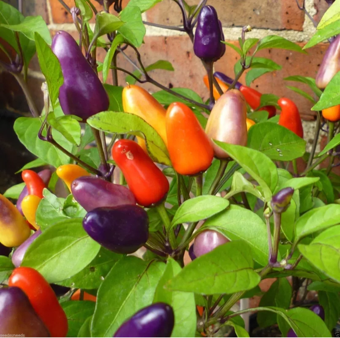 Bolivian Rainbow Chilli Pepper Seeds Choose Quantity Eur 1 21 Picclick It