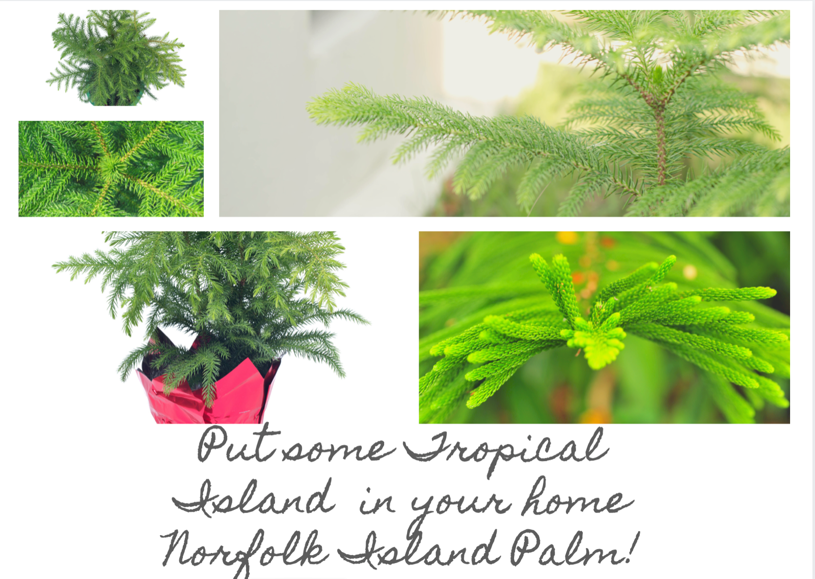 Norfolk Island Pine Tree Rare Desk Home Christmas Tree Araucaria Heterophylla 14 99 Picclick Uk