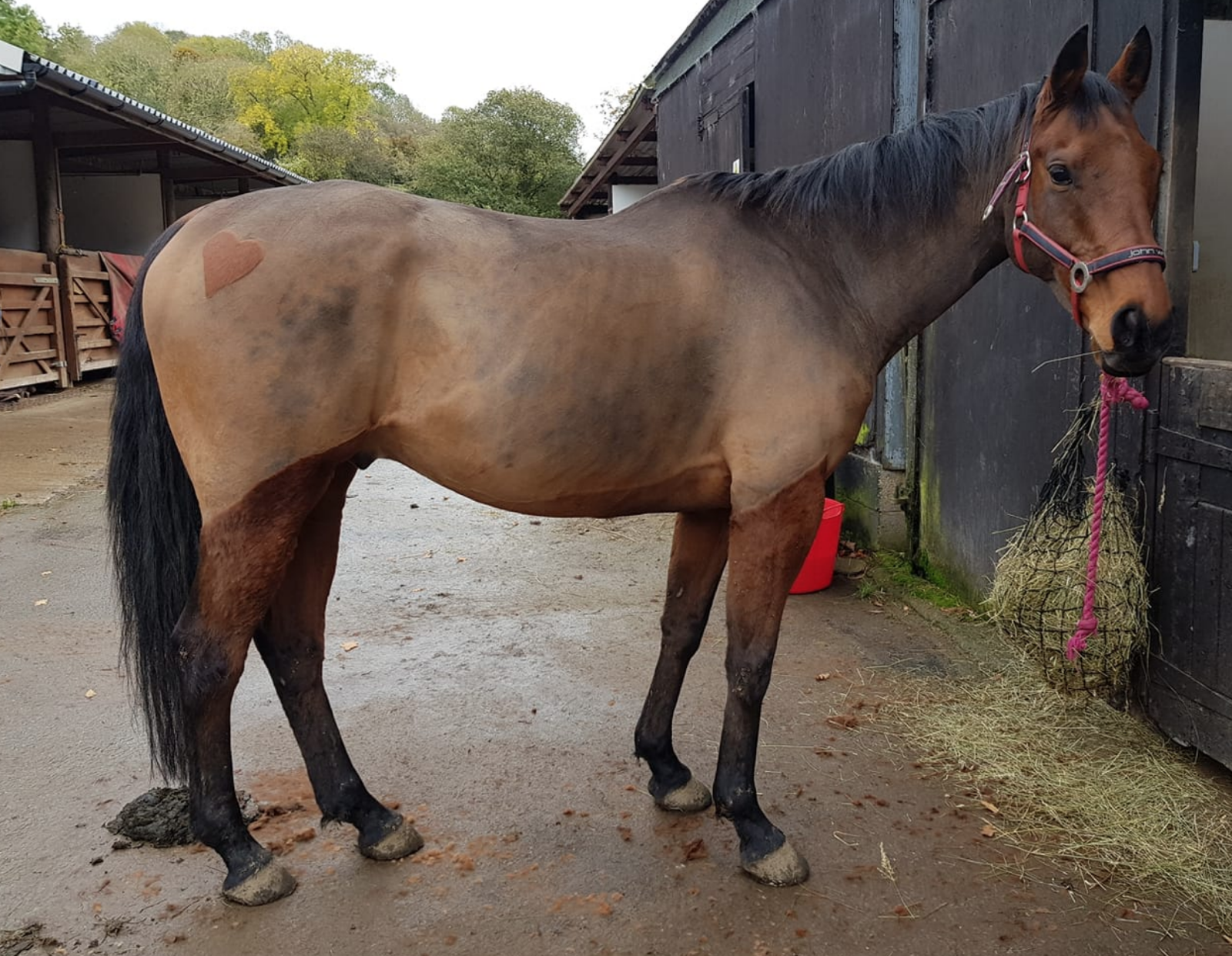 easytrek clipper blades