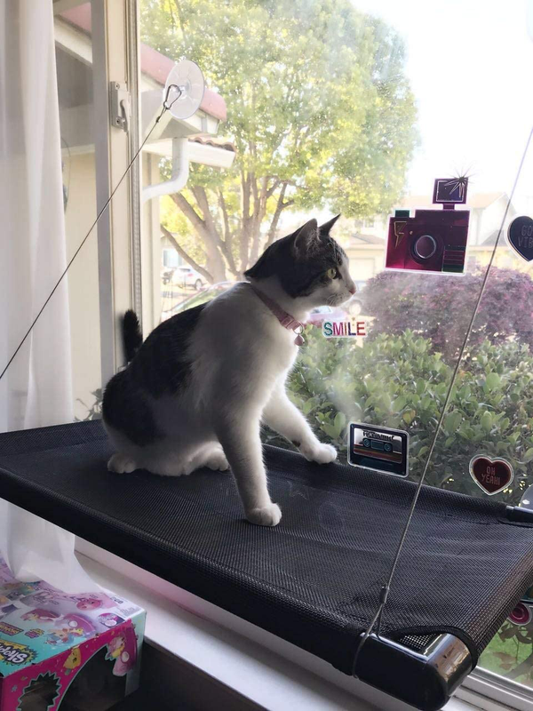 Petisay Fenetre De Chat Perchoir Hamac Lit Pour Chat Kitty Sunny Assise Durable Eur 39 99 Picclick Fr