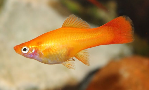 20 Swordtail Guppy Juvenile Fish Assortment Males Females