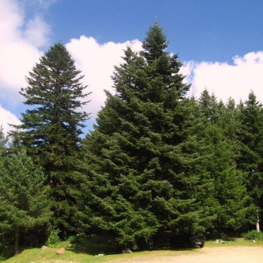 Siberian Fir Tree Seeds Evergreen Tree Seeds Abies Sibirica 30 Seeds 6 29 Picclick