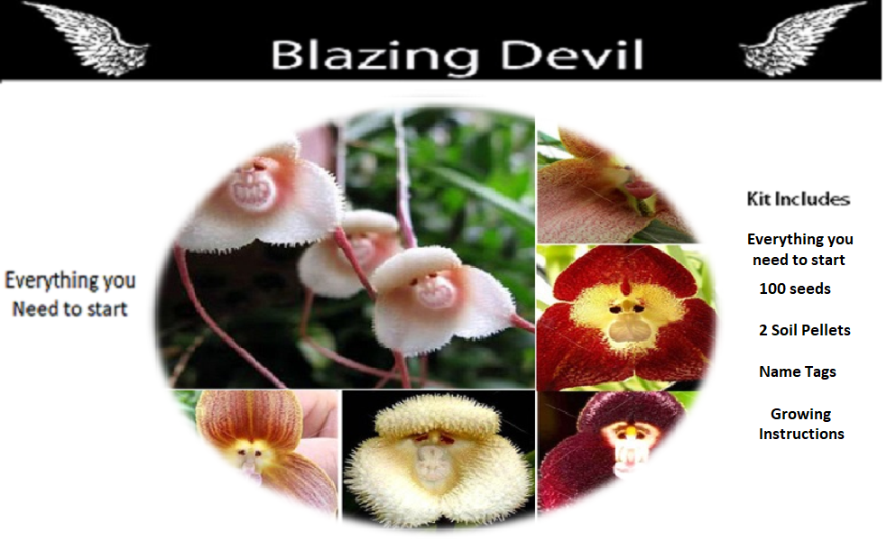 100 0pcs Monkey Face Orchid Seeds Garden Plant Flower Bonsai Decor Opulent