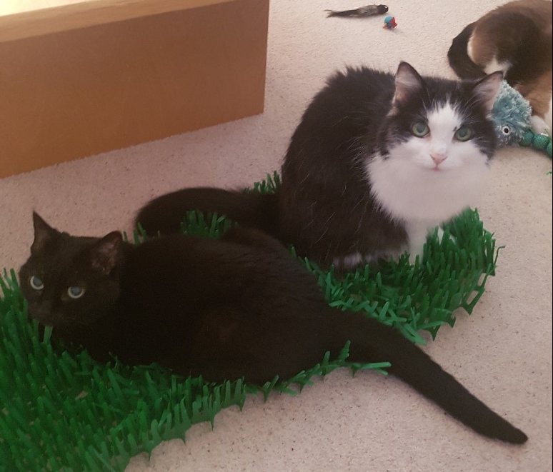 3 X Tissue Paper Grass Mats For Cat Or Kitten Toy Fast Delivery