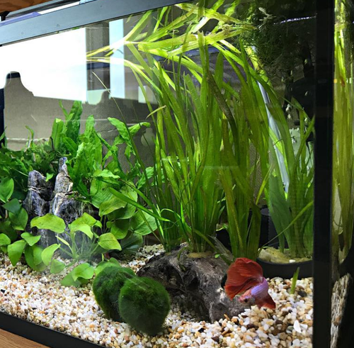 Unduh 530+ Background For Aquarium Plants Gratis