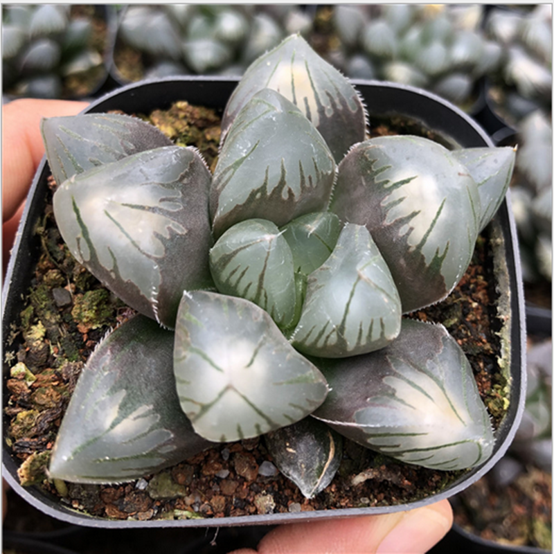 Haworthia correcta Hybrid Succulent plants potted Home Garden Bonsai Plants Haworthia correcta Hybrid Succulent plants potted Home Garden Bonsai Plants