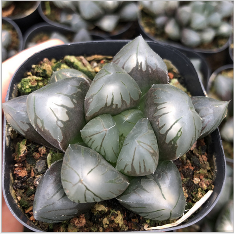 Haworthia correcta Hybrid Succulent plants potted Home Garden Bonsai Plants Haworthia correcta Hybrid Succulent plants potted Home Garden Bonsai Plants