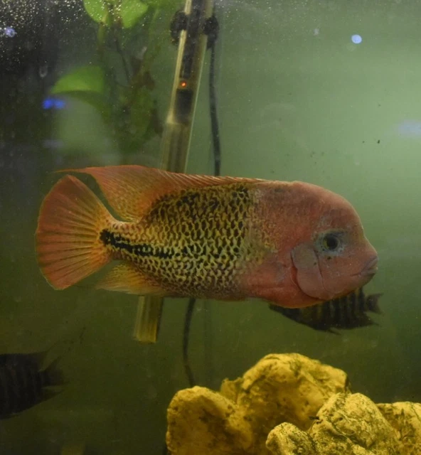 Live Vieja Bifasciatus Cichlid (2" Rare Young Aquarium Fish) PLS READ DESC 9