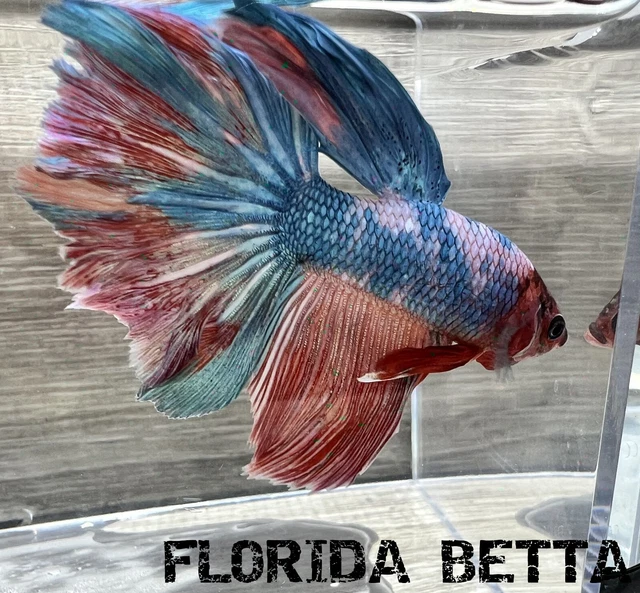 Live Betta Fish  GALAXY FANCY SCALE DRAGON  HALFMOON (HMPK MALE)-USA Seller A162