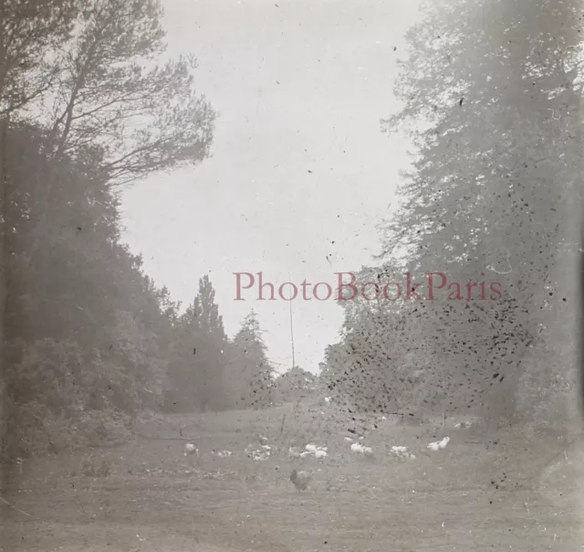 FRANCE Mirabeau c1930 Photo Stereo Glass Plate Vintage V17T13n1