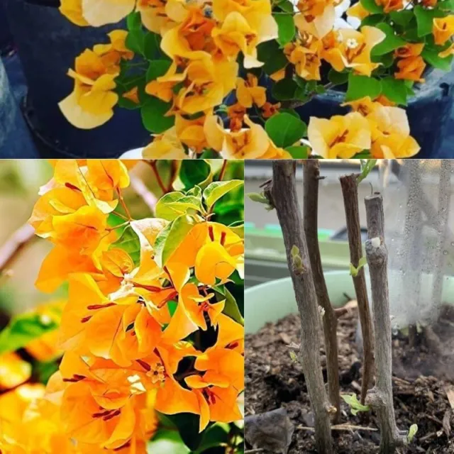 Buganvillas Flor Amarilla Variedad Crecimiento Rápido Planta Viva Rara Nuevos Esquetes