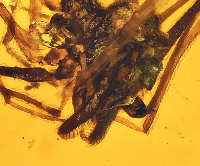 Rare Archaeidae (Assassin Spider), Fossil Inclusion in Burmese Amber