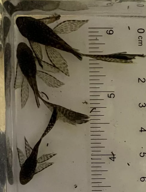 1x LONGFIN Chocolate Bristlenose Pleco 1-2 inch fish