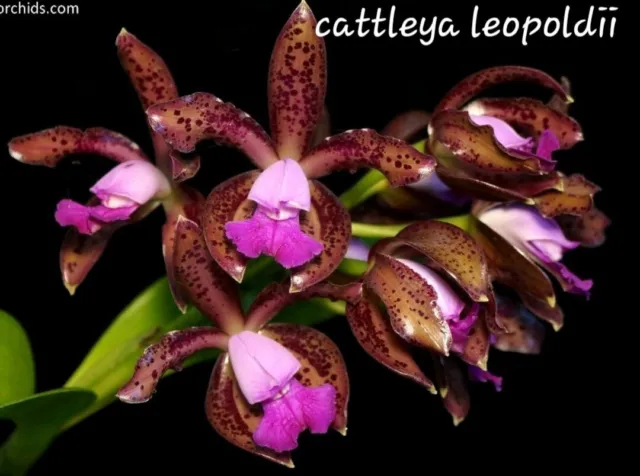 Orchid Species- Cattleya Leopoldii