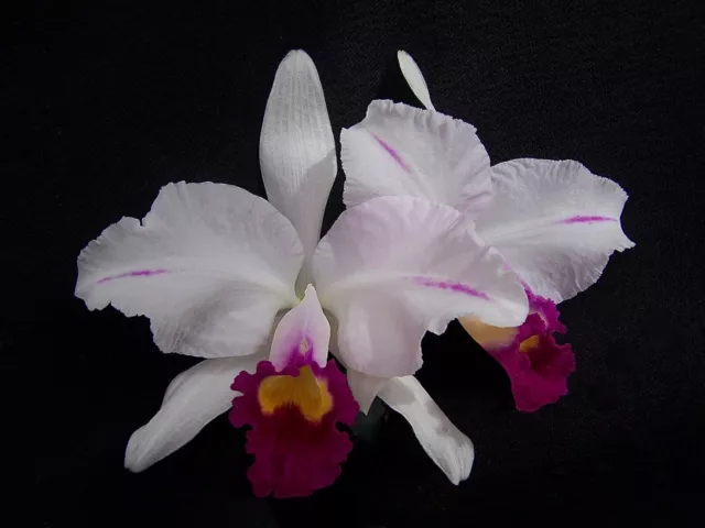 Cattleya trianaei semi-alba flamea 'KATHLEEN' orchid SELECT ORIG DIV C. trianae