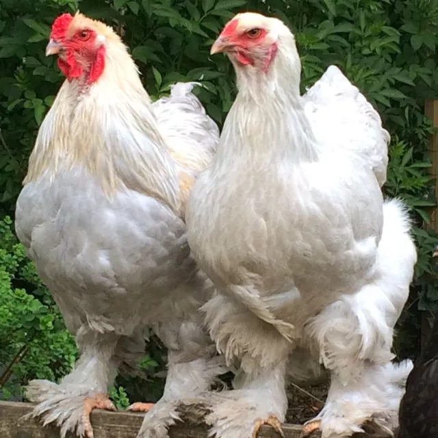 Isabel Brahma hatching Eggs (6)