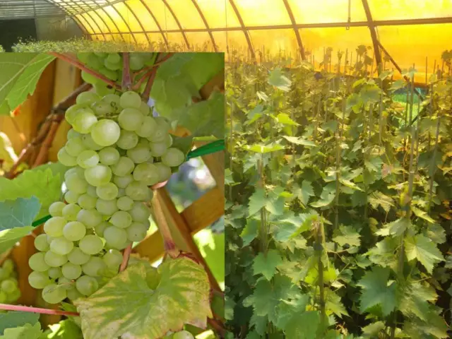 Vitis vinifera Lakemont kernlos Weinrebe Tafeltraube Wein Weintraube Winzersorte